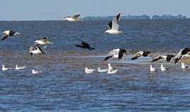 Tapes - Tapes-RS-Roncador-Enseada da Lagoa dos Patos-Foto:ademir goncalves da silva