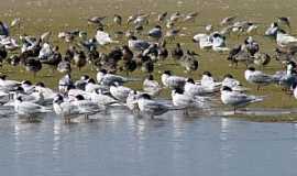 Tavares - Tavares-RS-Aves variadas na praia do Parque Nacional Lagoa do Peixe-Foto:Gilberto Sander Mller