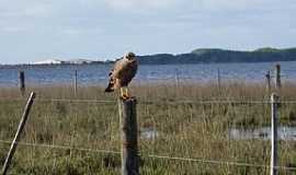 Tavares - Tavares-RS-Chimango na Lagoa do Peixe-Foto:Ubirajara Buddin Cruz