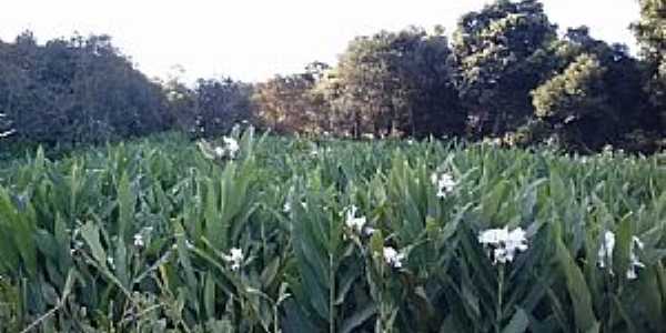 Tuparendi-RS-Campo de Gengibre-Foto:Elton Wisch