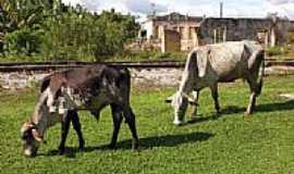 Mata de So Joo - Mata de So Joo-BA-Vida rural-Foto:Carlos H. Silva de S
