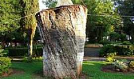 gua Doce - Monumento da Imbia, rvore nativa do Municpio,com idade estimada em 700 anos em gua Doce-SC-Foto:Diego Augusto Luches