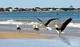 Bombinhas - Pssaros na Praia de Zimbros em Bombinhas-SC-Foto:Wolfgang Wodeck