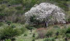 Mirangaba - Mirangaba-BA-Linda imagem na rea rural-Foto:losfotosderatonuguau