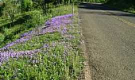 Engenho Velho - Flores na Estrada de Engenho Velho-Foto:Evandrinho_Falabrett 