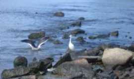 Laguna - gara e gaivotas nos molhes, Por Jos Machado laurindo