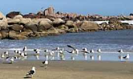 Laguna - Gaivotas na praia do Farol de Santa Marta em Laguna-SC-Foto:Germano Schr