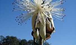 Salete - Flor desconhecida no Zoolgico-Foto:J. Carlos de Carvalh