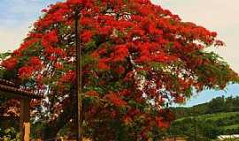 Urussanga - Urussanga-SC-Lindo Flamboyant na entrada da cidade-Foto:Carlos Meller
