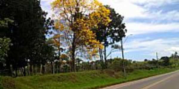 Siriri-SE-Ip amarelo na beira da Rodovia-Foto:joel felix