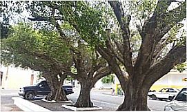 Adolfo - �rvores centen�rias o centro da cidade de Adolfo - SP