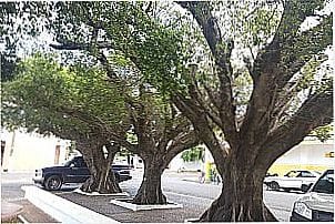 �rvores centen�rias o centro da cidade de Adolfo - SP