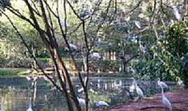 Americana - Americana-SP-Aves no Parque Ecolgico Zoo-Foto:Alexandre Chieus