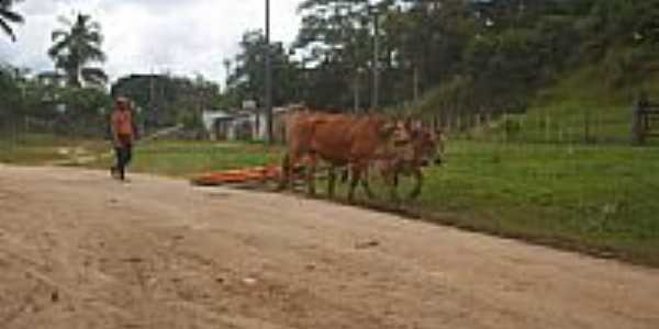 O carreador em Ouricana-Foto:abias francisco de s