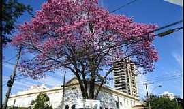 Araraquara - Avenida Duque de Caxias com Rua Padre Duarte - Centro
Foto de Nicole Cristine 