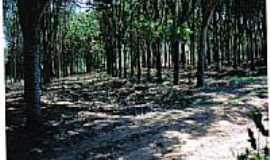 Barra Dourada - Bosque-Foto:gilberto c r