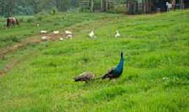 Barra Dourada - Pavo Fazenda Bacuri-Foto:gilberto c r