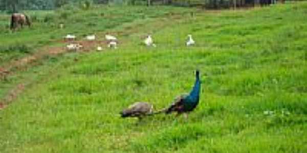 Pavo Fazenda Bacuri-Foto:gilberto c r