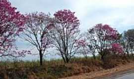 Borborema - Borborema-SP-Ip roxo contornando a estrada-Foto:LuziACruzFrata