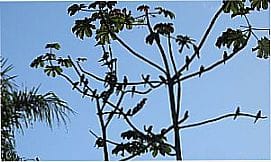 Cambaquara - �rea de Soltura Monitorada de Fauna Silvestre Cambaquara, SP