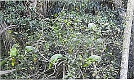 Cambaquara - �rea de Soltura Monitorada de Fauna Silvestre Cambaquara -SP