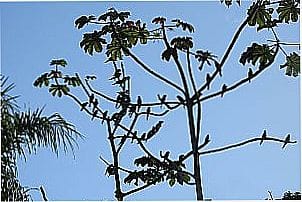 �rea de Soltura Monitorada de Fauna Silvestre Cambaquara, SP