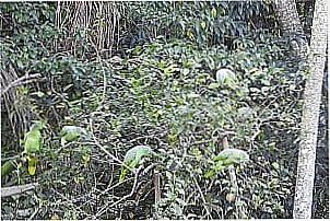 �rea de Soltura Monitorada de Fauna Silvestre Cambaquara -SP