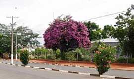 Capo Bonito - Capo Bonito-SP-Flores na Av.Amazonas, Bairro Bela Vista-Foto:Ednei Carvalho