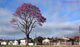 Cerqueira Csar - O suntuoso Ip roxo em Cerqueira Cesar-Foto:fotomarco3d