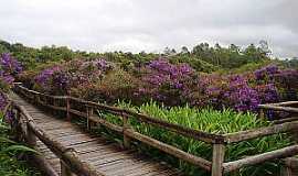 Embu-Guau - Embu-Guau-SP-Flores na Passarela do Parque da Vrzea-Foto:www.ambiente. 