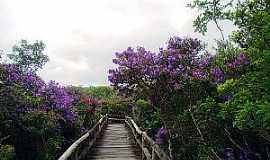 Embu-Guau - Embu-Guau-SP-Flores na Passarela do Parque Estadual da Vrzea-Foto:www.ambiente.