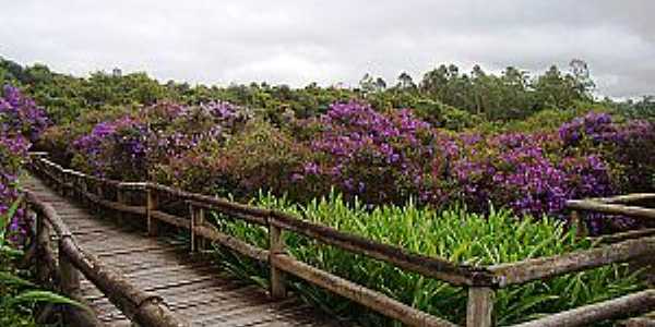 Embu-Guau-SP-Flores na Passarela do Parque da Vrzea-Foto:www.ambiente. 