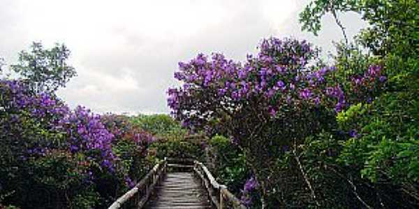 Embu-Guau-SP-Flores na Passarela do Parque Estadual da Vrzea-Foto:www.ambiente.