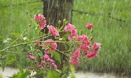 Ftima Paulista - Ftima Paulista-SP-Flores na praa-Foto:Ederson R. R. Milan(Facebook)