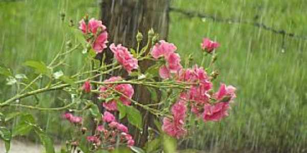 Ftima Paulista-SP-Flores na praa-Foto:Ederson R. R. Milan(Facebook)