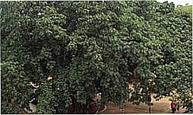 Fazenda Velha - Figueira em Fazenda Velha, distrito de Ces�rio Lange - SP