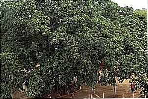 Figueira em Fazenda Velha, distrito de Ces�rio Lange - SP