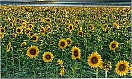 Flor�nea - Campo de Girass�is em Flor�nea - SP