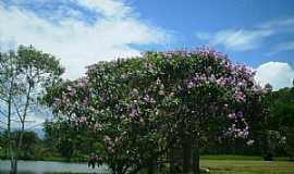 Guaratinguet - Guaratinguet-SP-Flores na beira do Lago-Foto:Lindinha Rodrigues