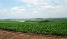 Guarizinho - Fazenda Cerrado de Cima-Foto:balves14