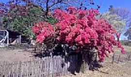 Ibir - Ibir-SP-Linda primavera em rea rural-Foto:Maris Stella WOZ