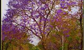 Ibitinga - Ibitinga-SP-Jacarand na Praa Joo Abro-Foto:BUI-IBITINGA 