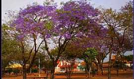 Ibitinga - Ibitinga-SP-Jacarand na Praa Joo Abro-Foto:BUI-IBITINGA