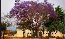 Ibitinga - Ibitinga-SP-Jacarand na Praa Roque Raineri-Foto:BUI-IBITINGA