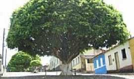 Pimenteira - Pimenteira-BA-rvore antiga no centro-Foto:www.blogdogusmao.com.br 