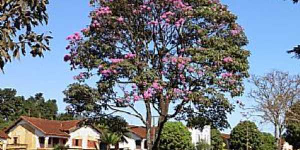 Igarapava-SP-Praa coronel Quito em Usina Junqueira-Foto:Altemiro Olinto Cristo