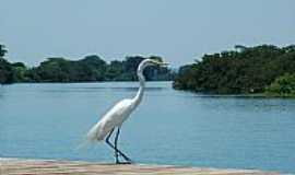 Ilha Solteira - Ilha Solteira-SP-Gara no Porto-Foto:edsondelrio