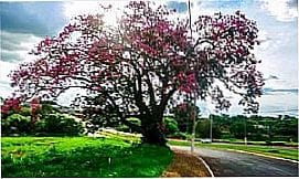In�bia Paulista - Linda �rvore no trevo de In�bia Paaulista - SP