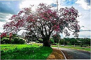 Linda �rvore no trevo de In�bia Paaulista - SP