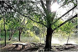 Paisagem beira rio em Ipe�na - SP